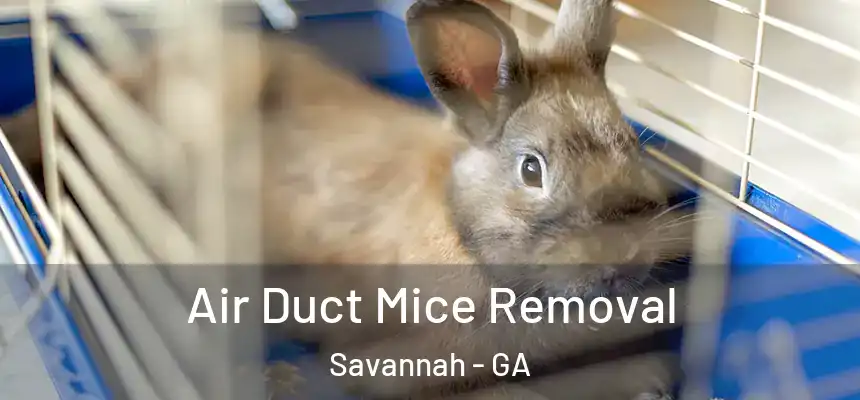 Air Duct Mice Removal Savannah - GA